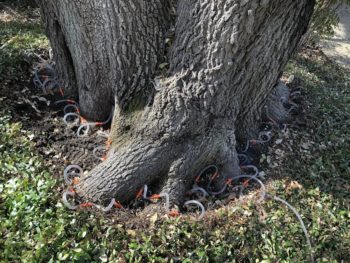 Detailed Tree Cabling and Bracing job site in Otwell